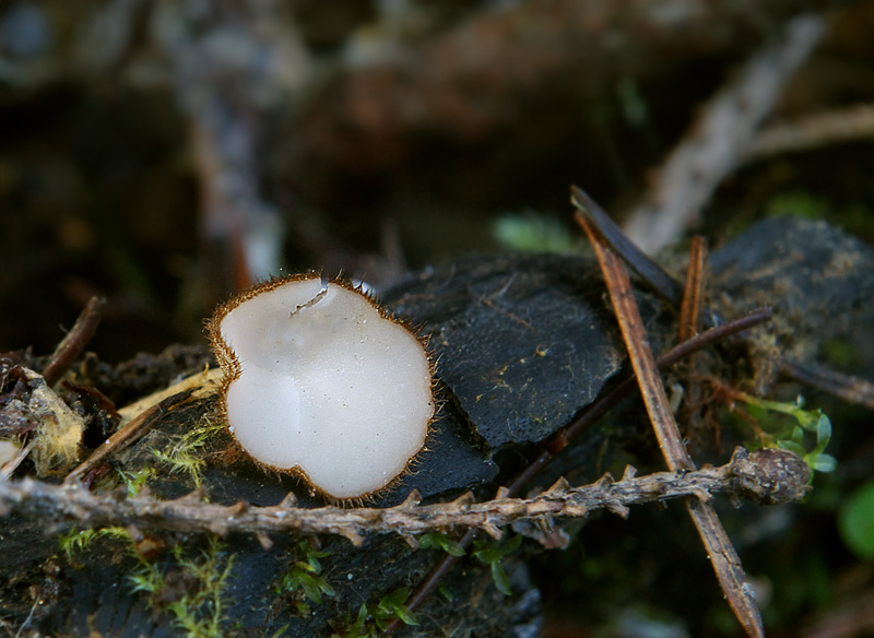 Trichophaea hemisphaerioides